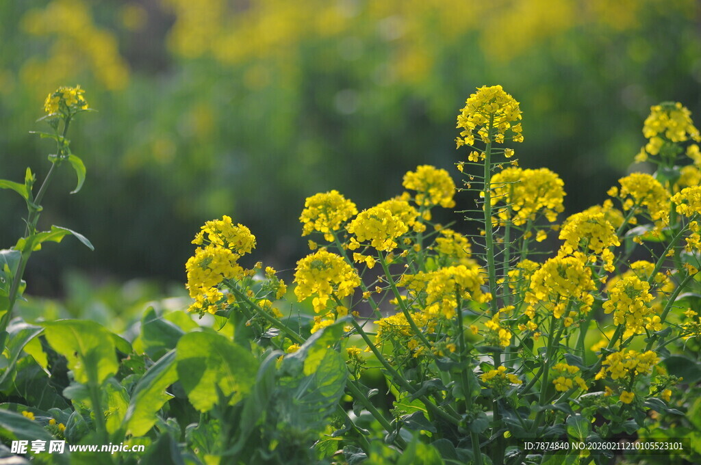 春日油菜花田美景