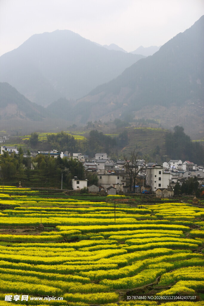 金黄梯田旁的山村美景