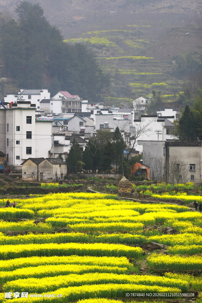 春日山村油菜花田美景