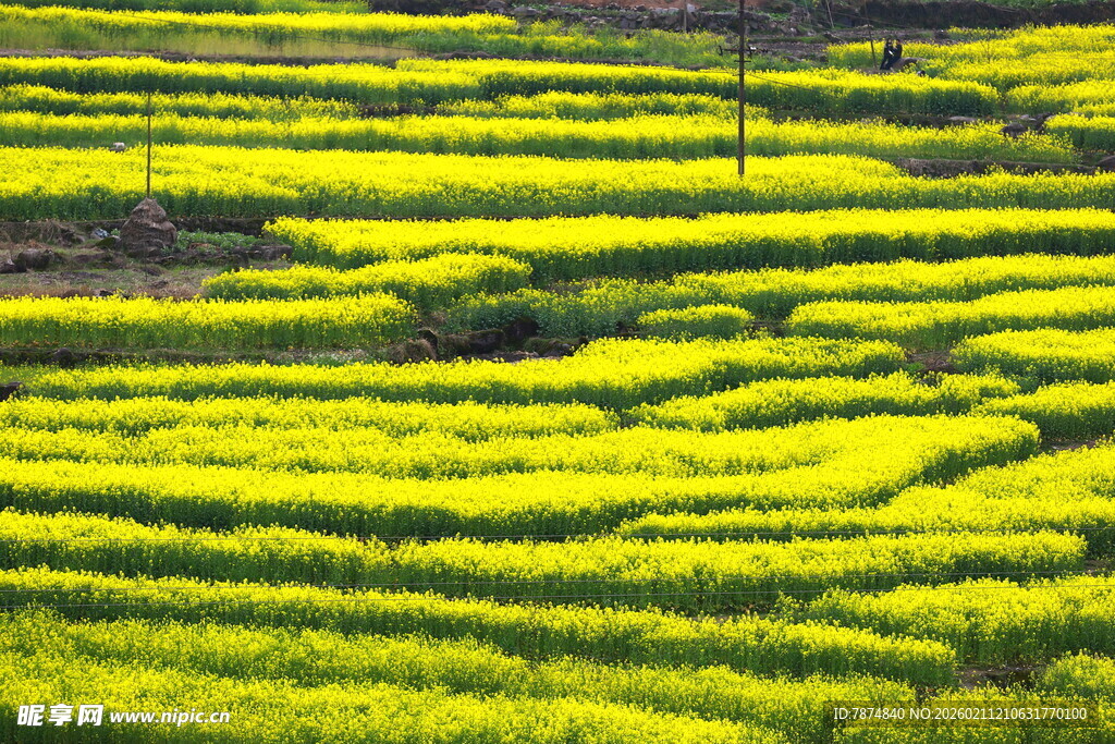 金黄梯田油菜花美景