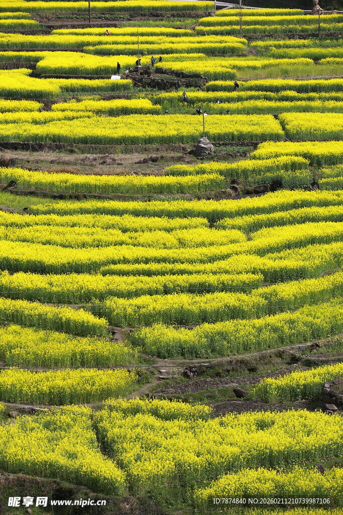 金黄油菜梯田美景