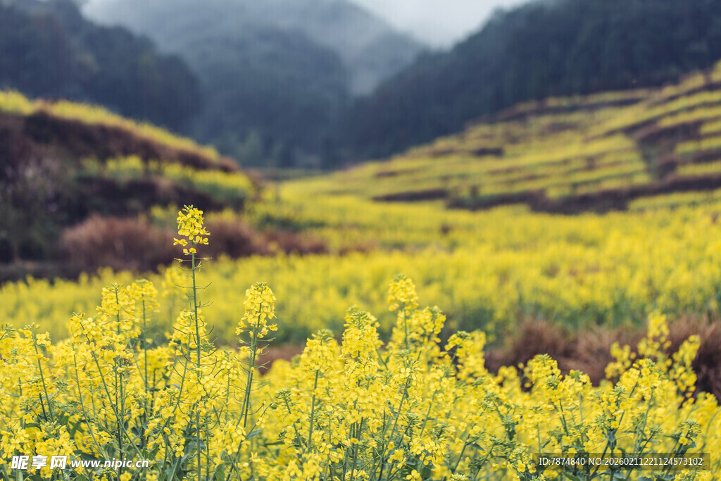 婺源金黄油菜花海 山间美景