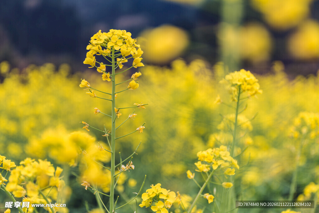 婺源春日油菜花田美景
