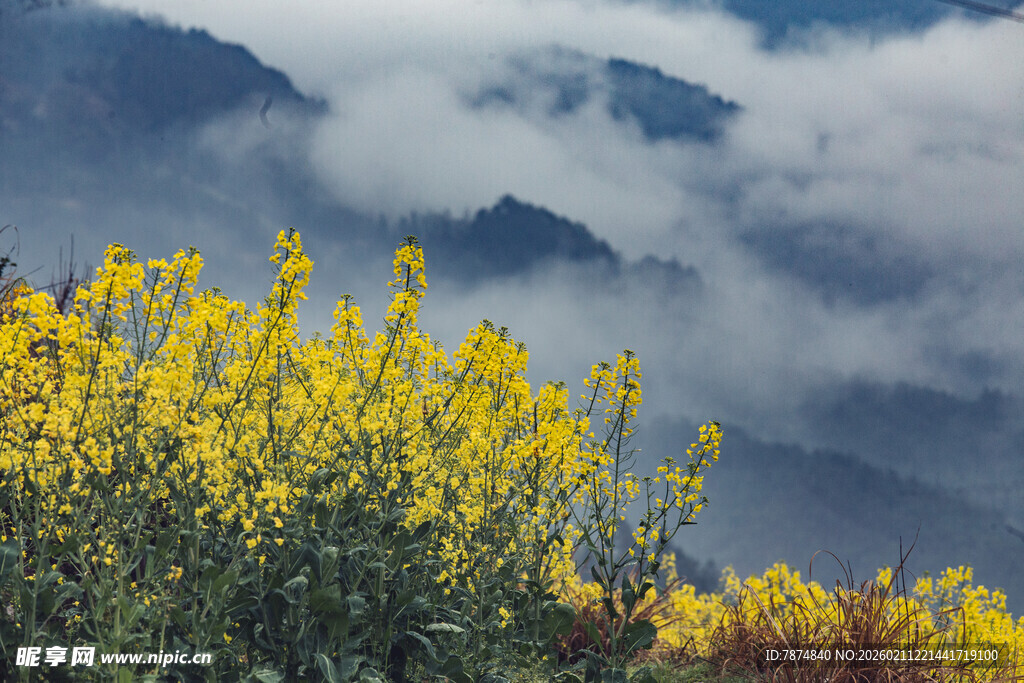 婺源山间油菜花绽放美景