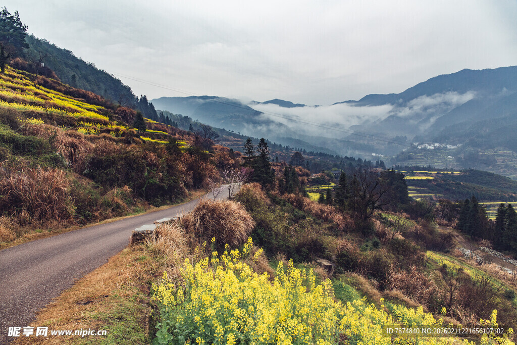 婺源山间公路旁的绚烂油菜花