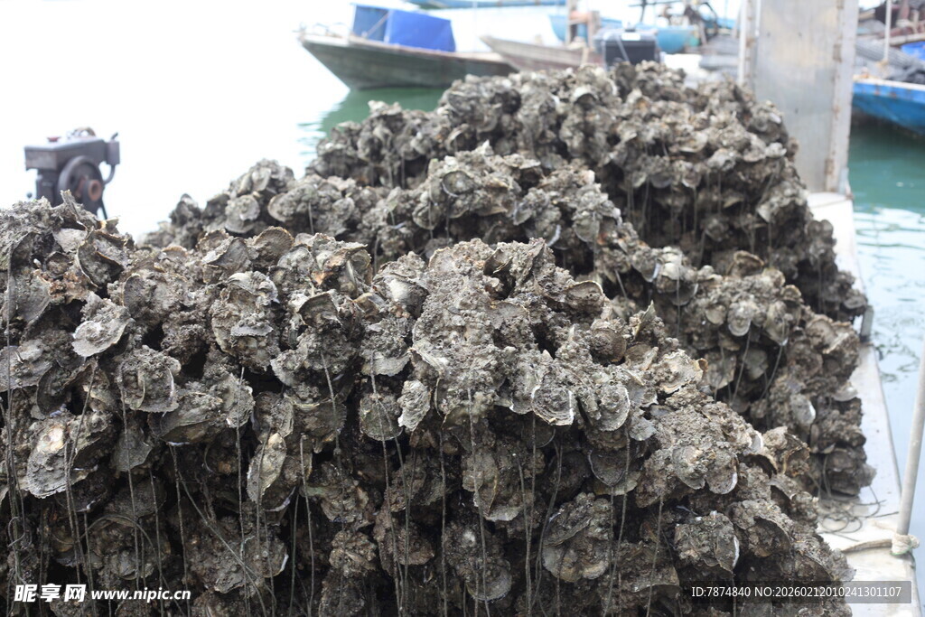 湛江海边堆积的大量生蚝