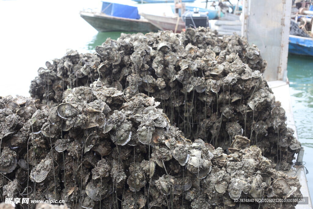 湛江海边堆积的牡蛎壳