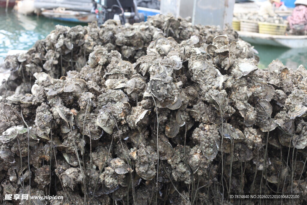 湛江一堆新鲜牡蛎