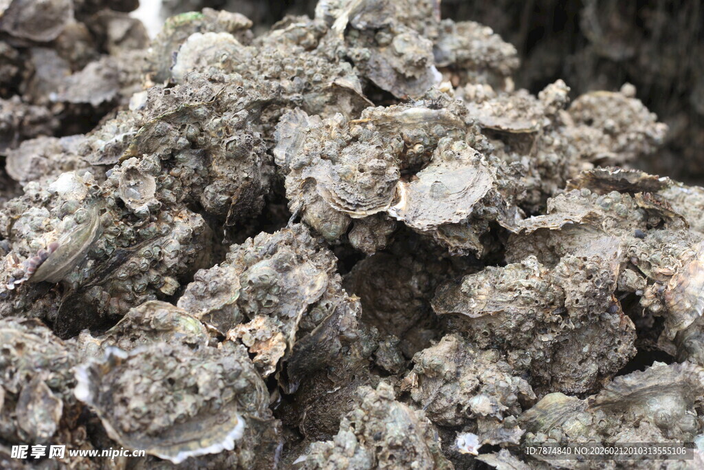 湛江一堆牡蛎壳