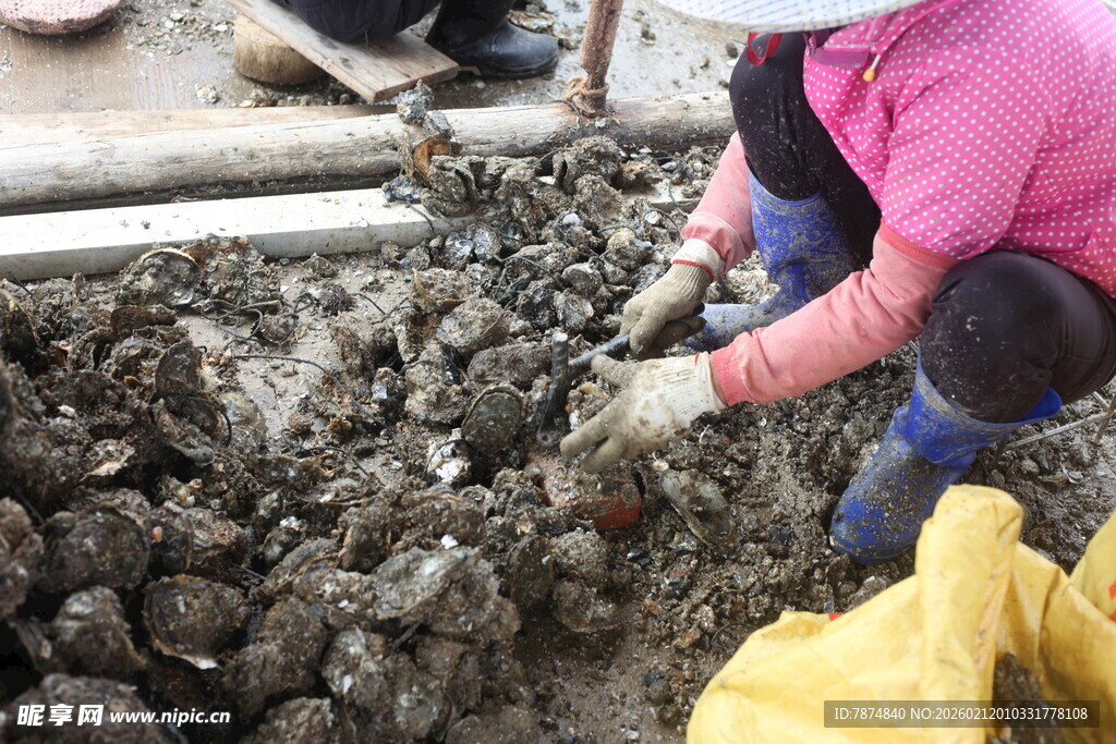 湛江女子专注清理牡蛎壳
