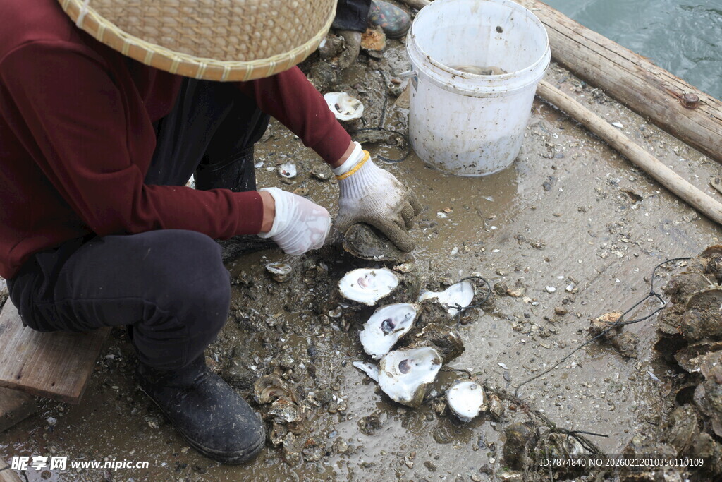 湛江渔民船上分拣贝壳