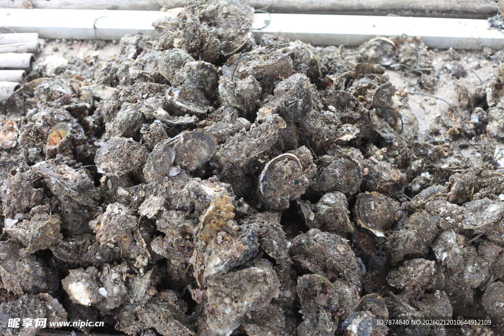 湛江一堆牡蛎壳