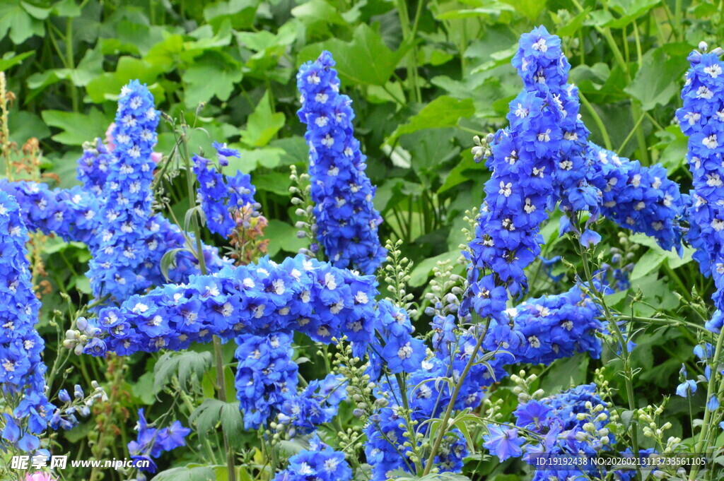 蓝花鼠尾草 