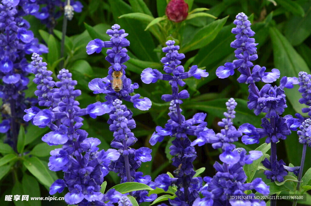蓝花鼠尾草  