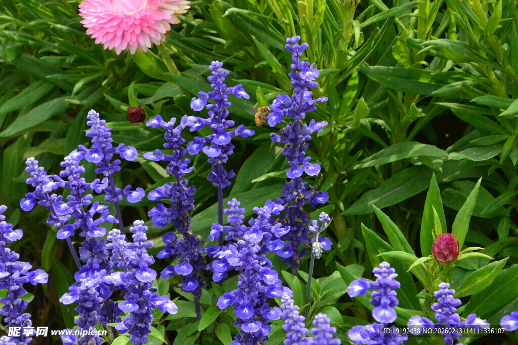 蓝花鼠尾草 