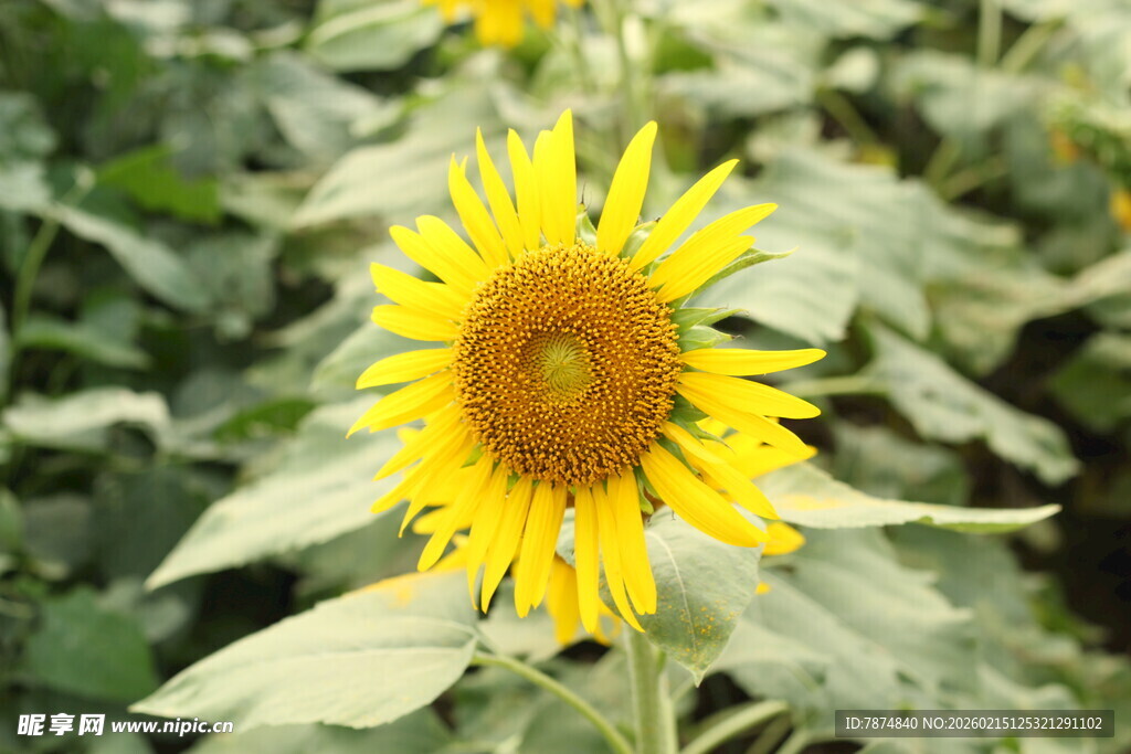 田野中的灿烂向日葵