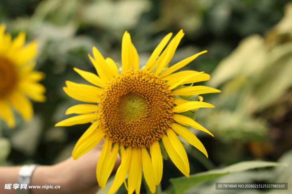 手托向日葵绽放的美丽