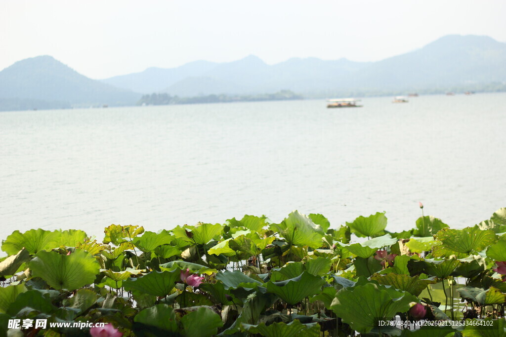 湖畔荷花与远山美景