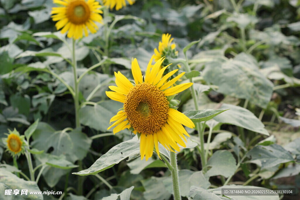 田野中的灿烂向日葵