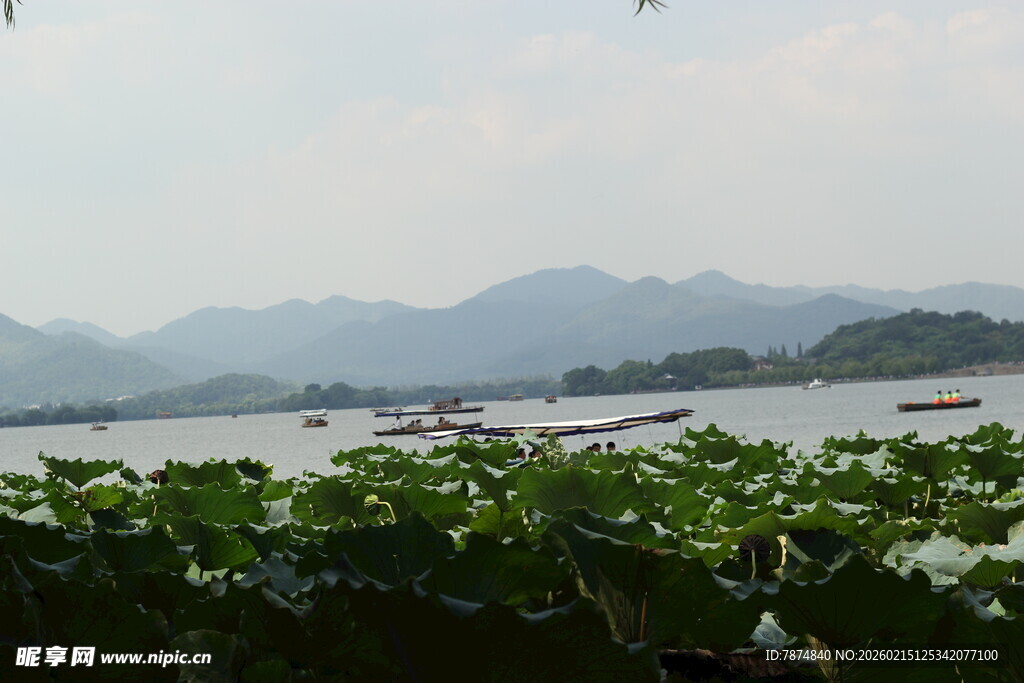 湖畔荷叶与远山风景