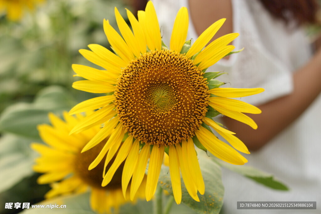 阳光下的灿烂向日葵