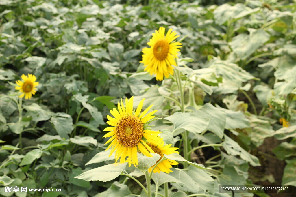向日葵花田灿烂绽放