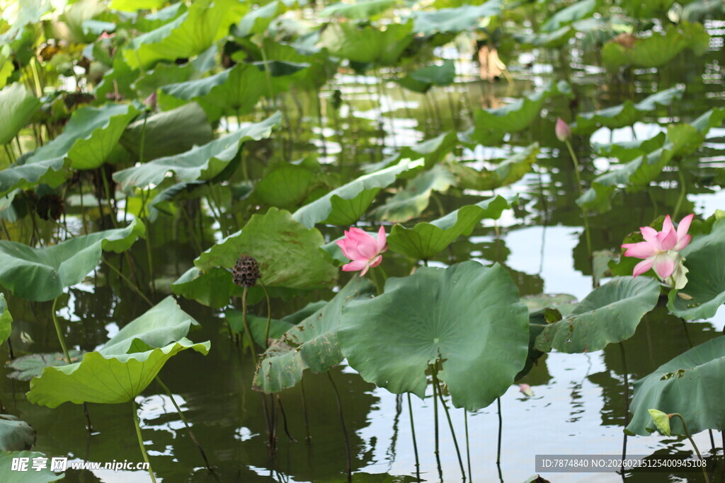夏日荷塘荷花绽放