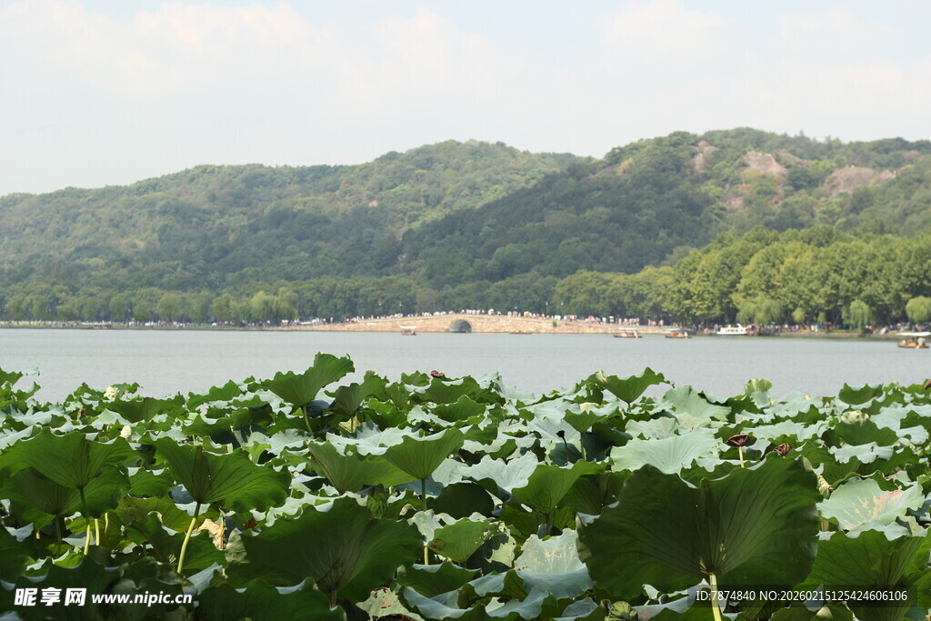 湖畔荷叶与远山美景