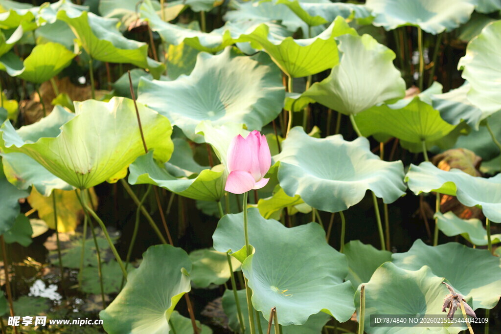 荷塘中的娇艳粉色荷花