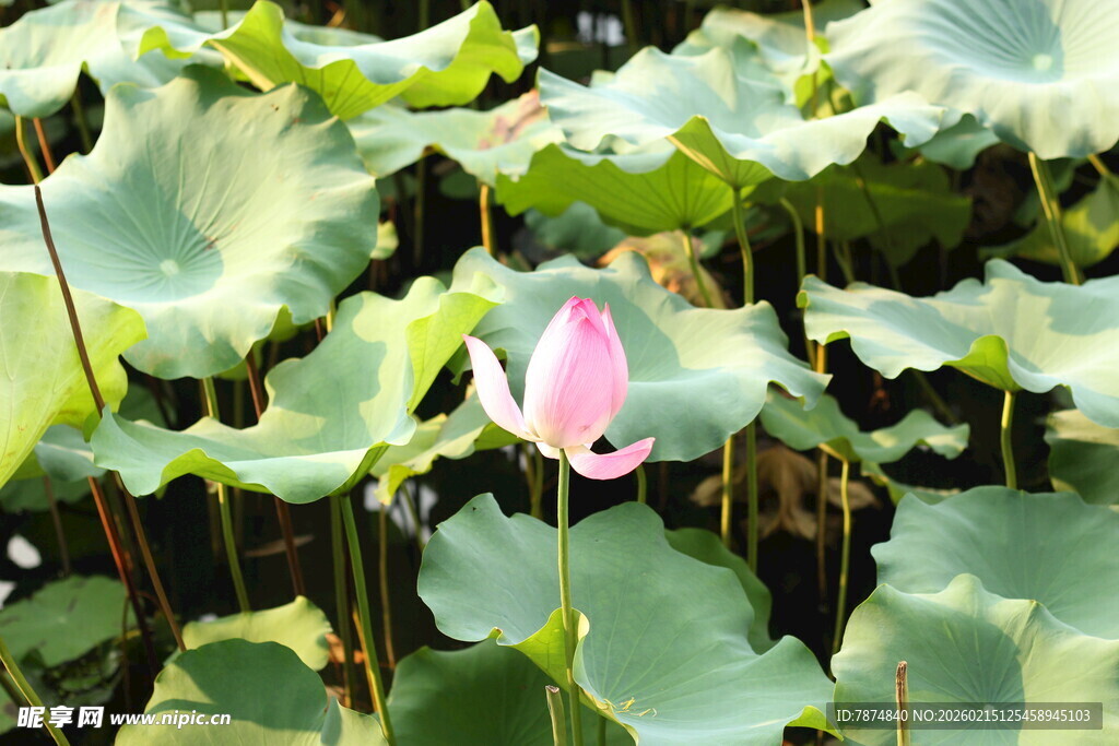 粉荷绽放于绿叶间