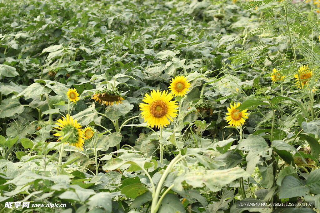 向日葵花田 绽放的灿烂