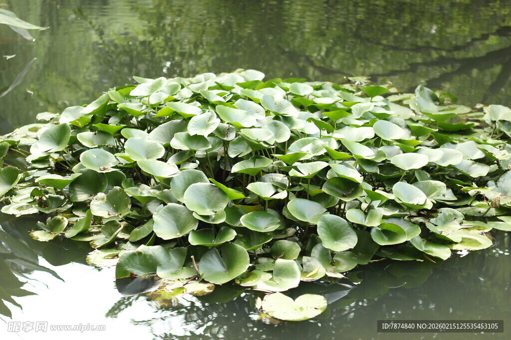 水面漂浮的大片荷叶