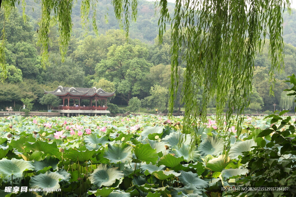 湖畔垂柳荷花与亭景