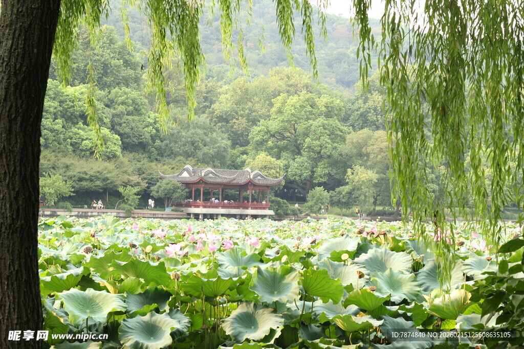 湖畔垂柳荷花美景