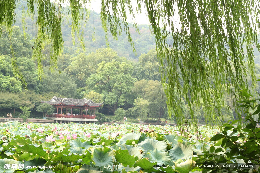 湖畔垂柳荷花与亭景