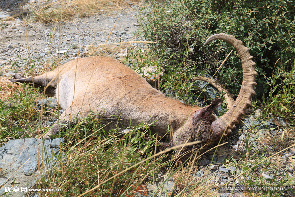 死去的长角山羊