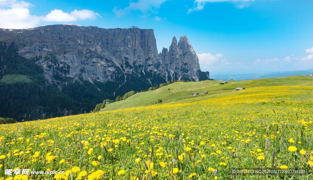 金黄花海映衬巍峨山峦