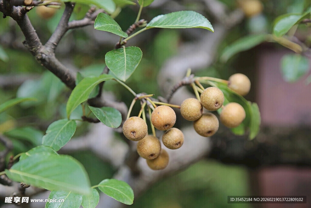 棠梨栽培