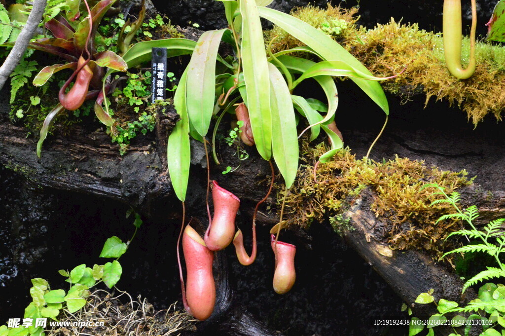 热带植物 