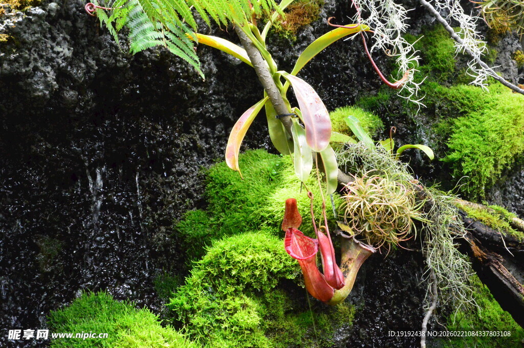 热带植物 