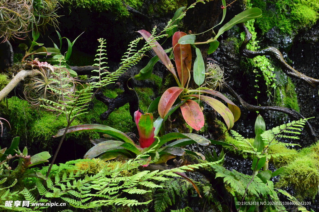 热带植物 
