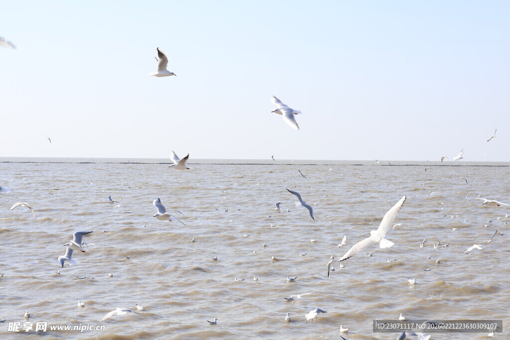 海鸥