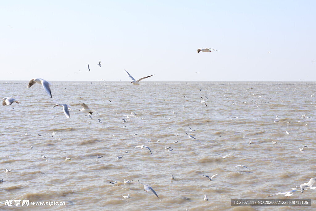 海鸥