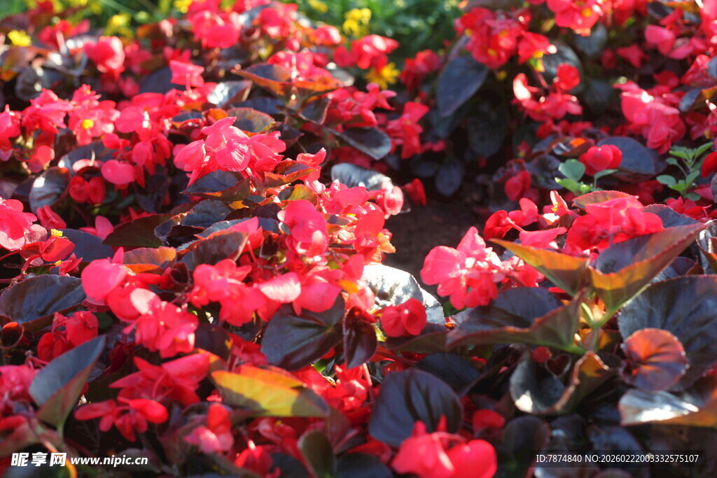 鲜艳红色秋海棠花卉景观