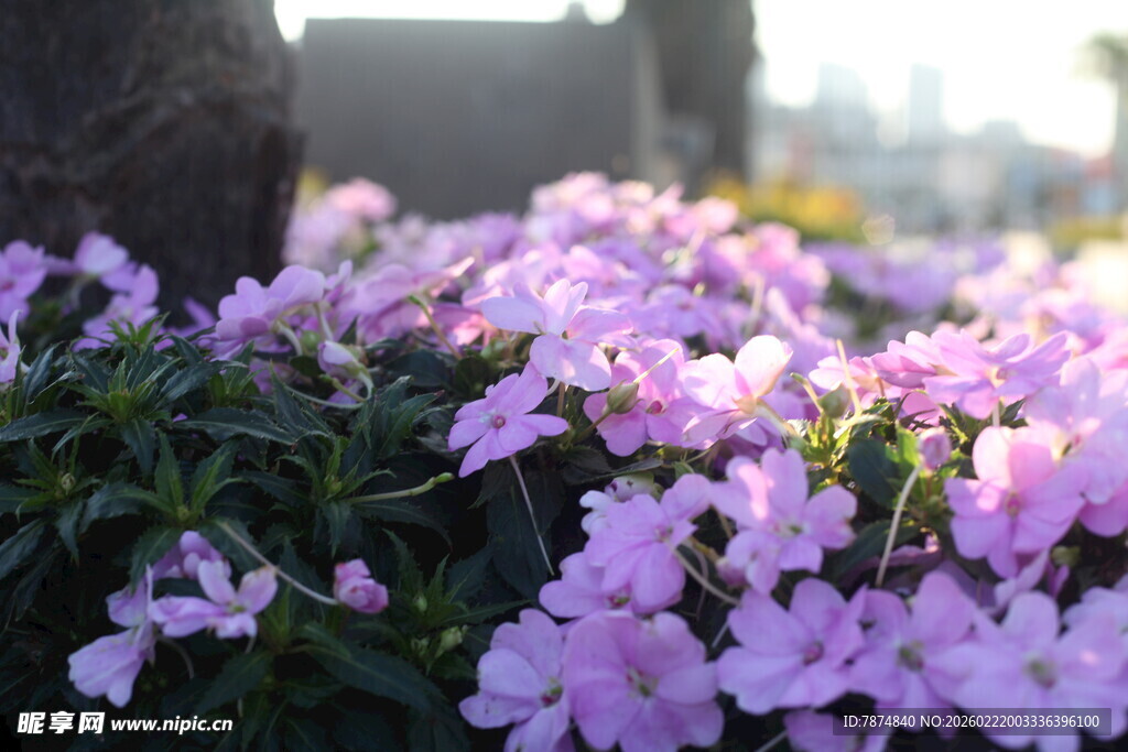 烂漫紫花绽放于晨光中