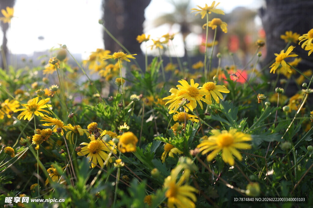 阳光下绽放的黄色小花