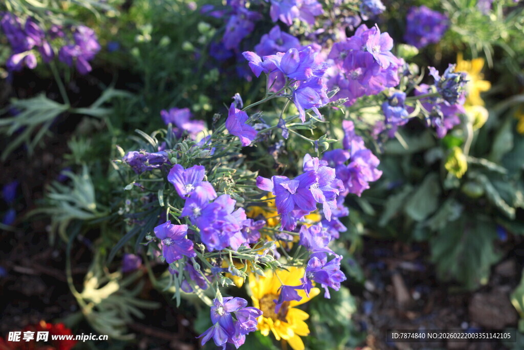 紫色花卉与黄色小花同框