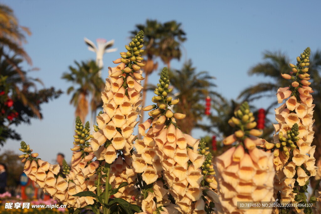 金黄花穗盛开的棕榈树
