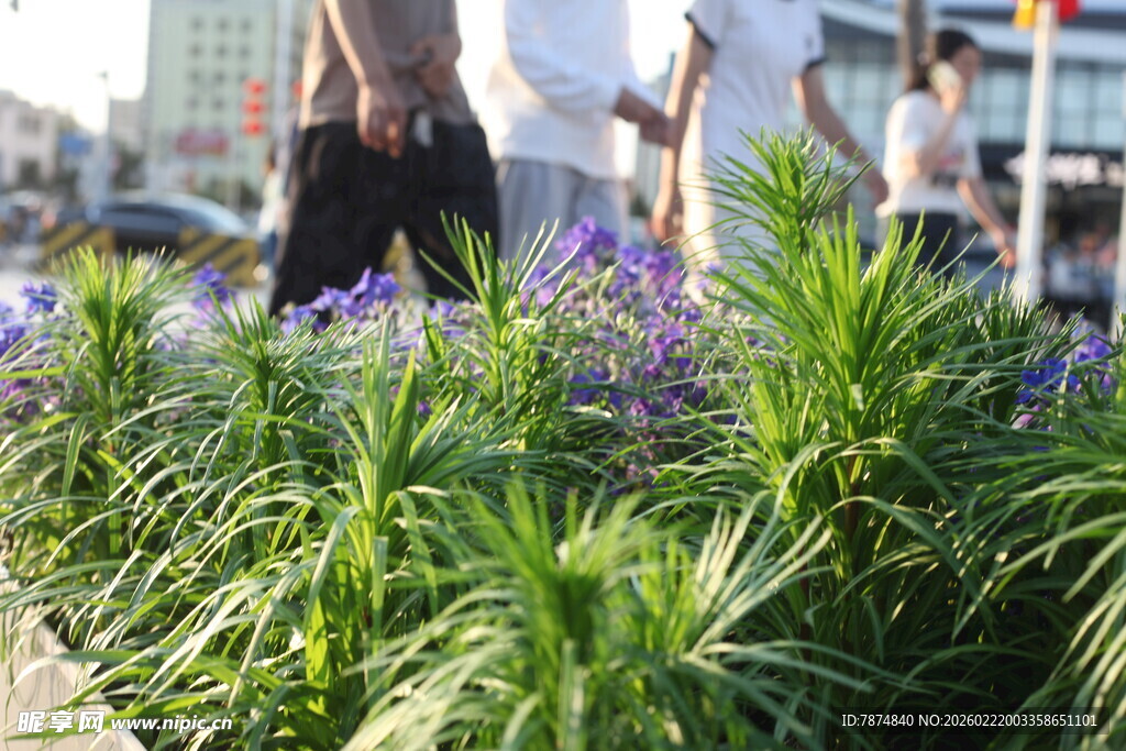 城市中绽放的紫色花卉