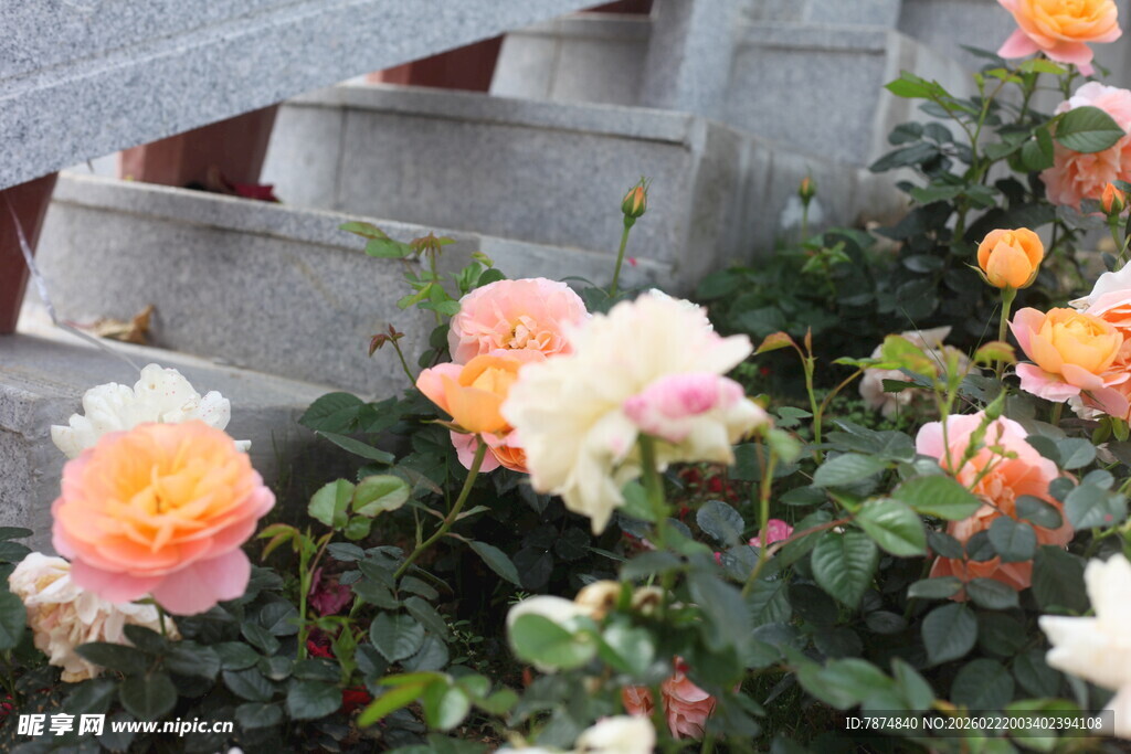 多彩娇艳的盛开玫瑰花